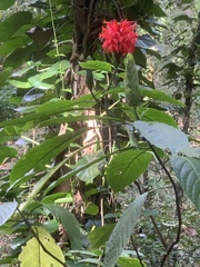 Pachystachys spicata