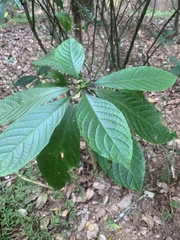 Pachystachys spicata