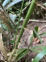 Arecaceae