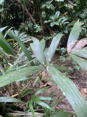 Arecaceae