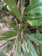 Arecaceae