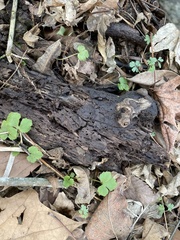 Ranunculus recurvatus