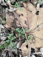 Ranunculus recurvatus