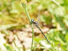 Eusynthemis guttata