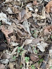 Ranunculus recurvatus