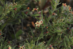 Alkanna hirsutissima