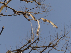 Lagerstroemia microcarpa