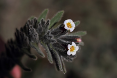 Alkanna tubulosa