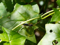 Echthromorpha intricatoria