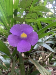 Thunbergia erecta