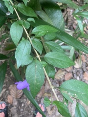Thunbergia erecta
