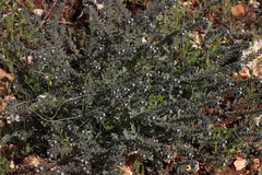 Alkanna tubulosa