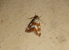 Epascestria pustulalis