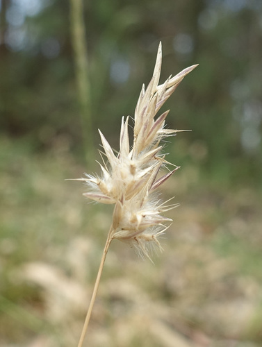 Image of Rytidosperma geniculatum by (c) yatesy, some rights reserved (CC BY)