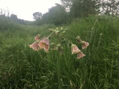 Allium siculum dioscoridis