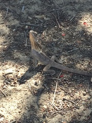 Chlamydosaurus kingii