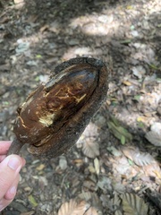 Swietenia macrophylla