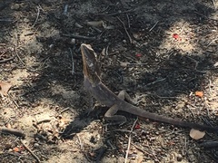 Chlamydosaurus kingii