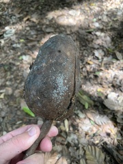 Swietenia macrophylla