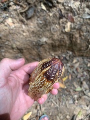 Swietenia macrophylla
