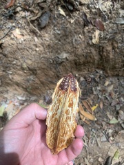 Swietenia macrophylla