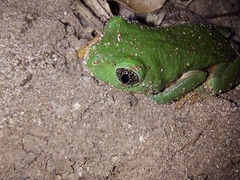 Agalychnis dacnicolor
