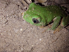 Agalychnis dacnicolor