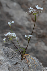 Allium subhirsutum