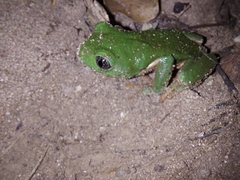 Agalychnis dacnicolor