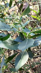 Trichodesma calycosum