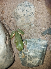 Agalychnis dacnicolor