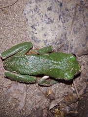 Agalychnis dacnicolor