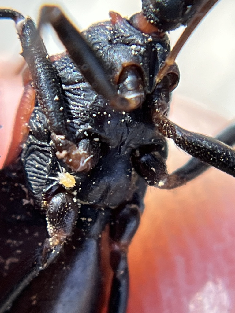 Pimeliaphilus triatomae