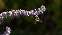Plusiini