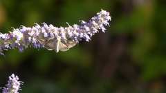 Plusiini
