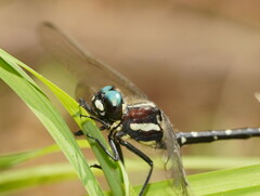 Eusynthemis guttata