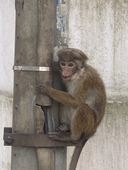 Macaca sinica