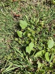 Modiola caroliniana