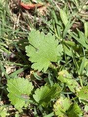 Modiola caroliniana