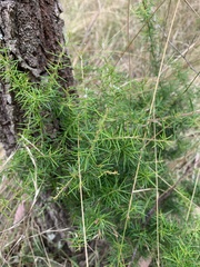Grevillea juniperina