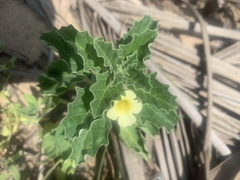 Pedalium murex