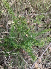 Grevillea juniperina