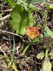 Modiola caroliniana