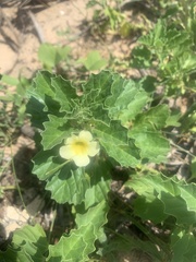 Pedalium murex