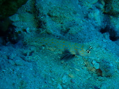 Amblyeleotris guttata