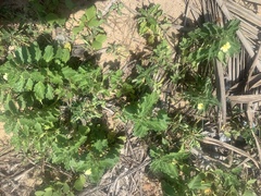 Pedalium murex