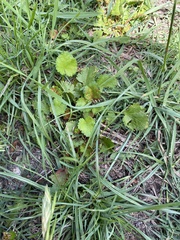 Modiola caroliniana