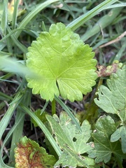 Modiola caroliniana