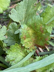 Modiola caroliniana