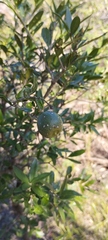 Bonellia macrocarpa